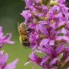 Abeille sur Salicaire.Canal.25.06.22. Joël Liegard